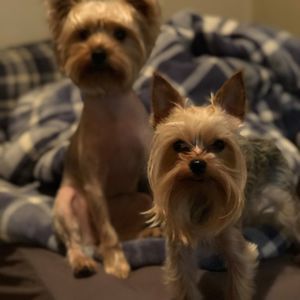 Meet your Posher, Adam